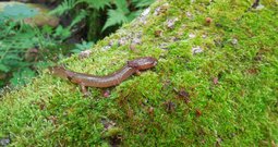 Évaluation des mesures de protection pour les salamandres de ruisseaux en forêt publique